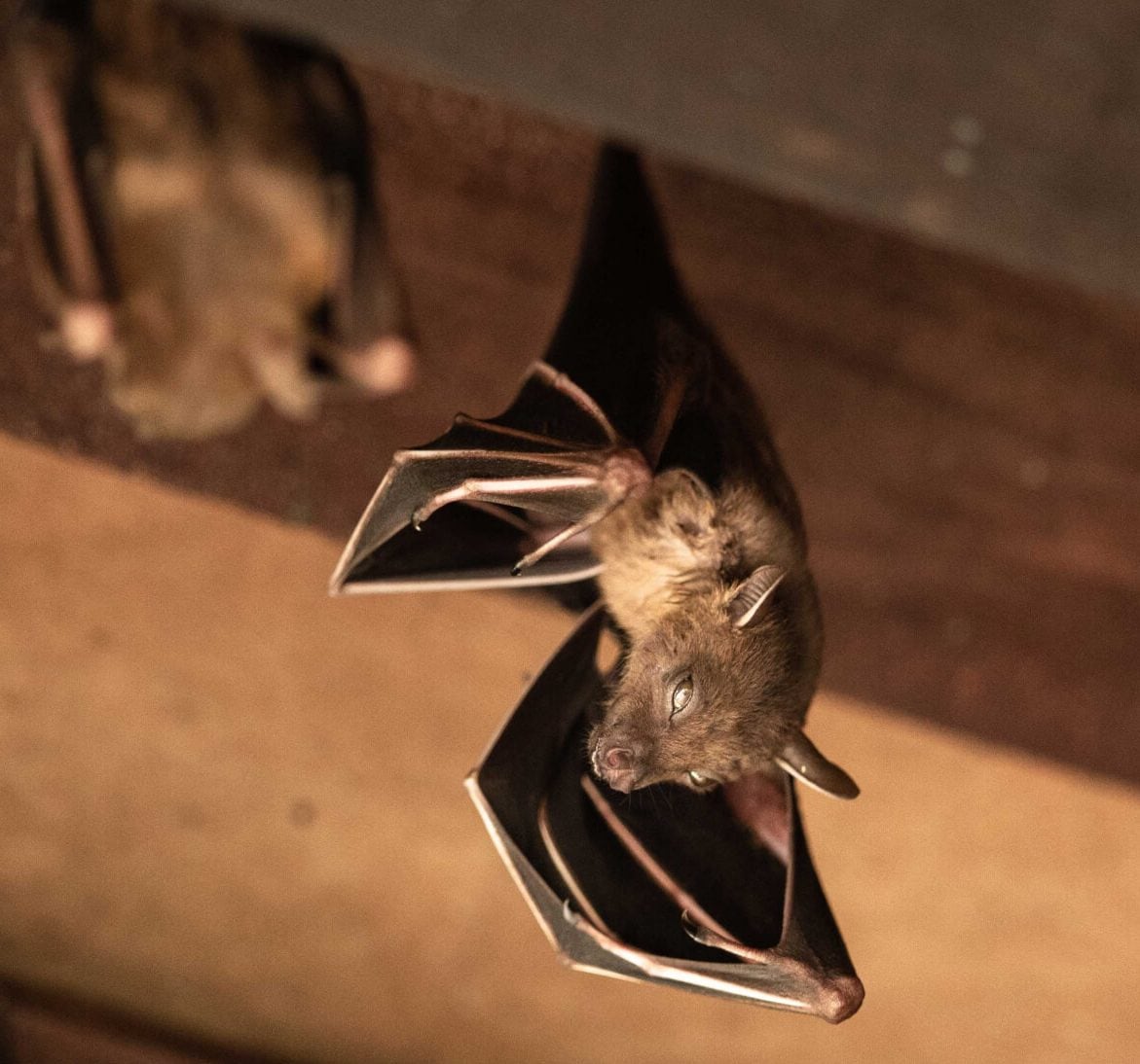 Bat removal services from wildlife removal experts in Evansville, Indiana